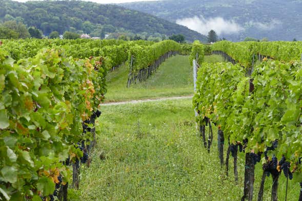 Wine Tour Through the Vienna Woods